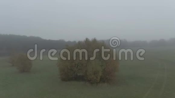史诗般的飞越秋天的弗雷斯特一大早五颜六色的树木在朦胧的光线下飞行视频的预览图