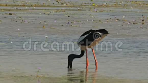 黑颈鹳在鸟嘴猎食视频的预览图