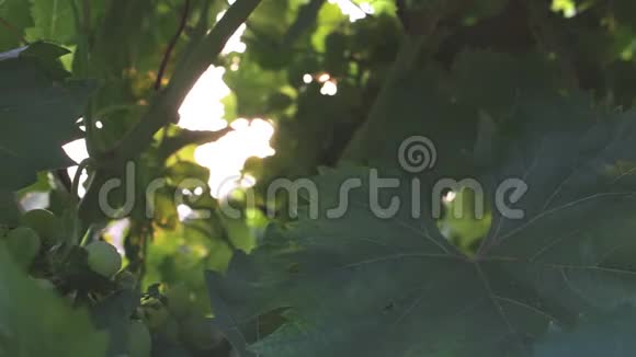 一堆葡萄在阳光下视频的预览图