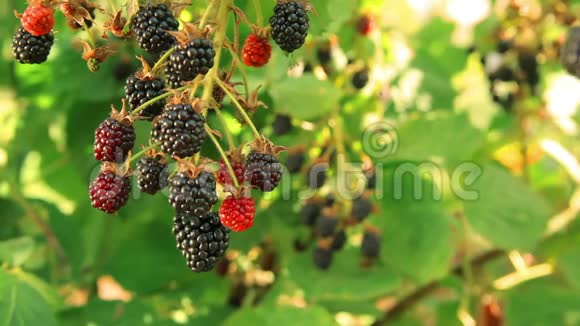 夏日阳光明媚的花园里的黑莓视频的预览图
