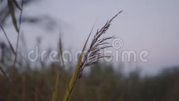 草在脊椎上摇摆是个合适的女孩抚摸着她视频的预览图