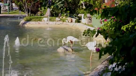 公园池塘里的两只粉红色火烈鸟视频的预览图