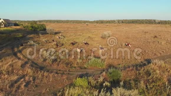 乌克兰农村村牛牧群的鸟瞰图视频的预览图