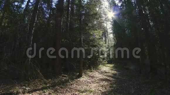 路穿过茂密的森林视频的预览图