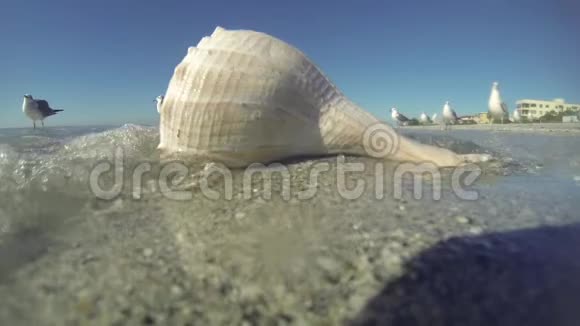 海滩上的大型贝壳海鸥视频的预览图