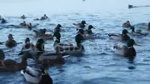 鸭湖冬天的鸭子储备中的鸭子视频的预览图