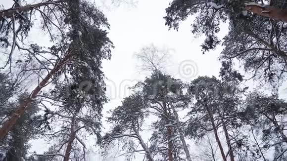 冬天公园里白雪覆盖的松顶全景视频的预览图
