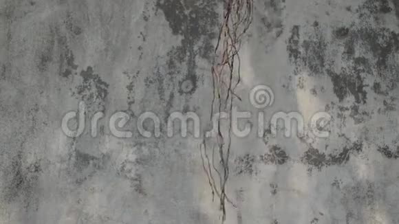 混凝土墙体背景下根部的风力运动视频的预览图