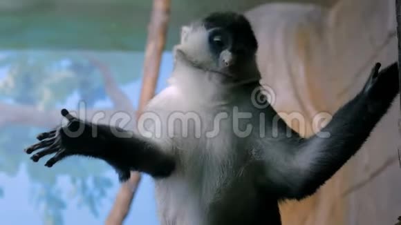 绿猴子环顾动物园视频的预览图