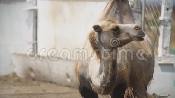 骆驼站立的肖像视频的预览图
