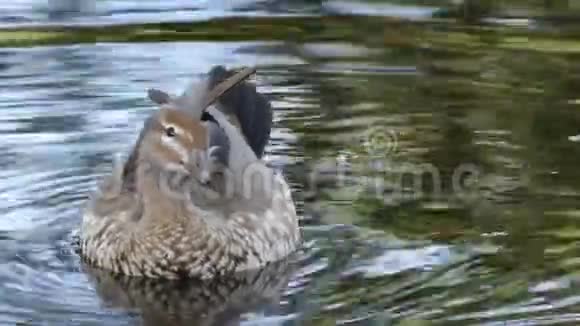 澳大利亚木鸭女Chenonettajubata池塘视频的预览图