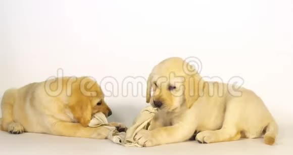 黄色拉布拉多猎犬小狗在白色背景上玩盘巾诺曼底慢动作视频的预览图