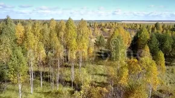 空中运动在茂密的黄桦树上对抗田野视频的预览图