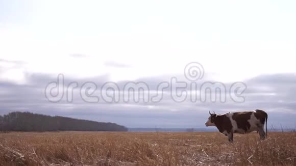 在秋天的草地上吃草的红白牛视频的预览图
