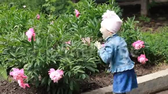 童女嗅着牡丹花的香气打喷嚏儿童过敏视频的预览图