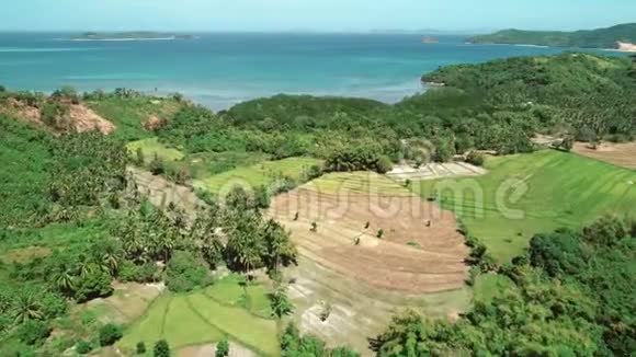 飞越稻田和椰树的碧海背景靠近大海的水稻梯田的鸟瞰图视频的预览图