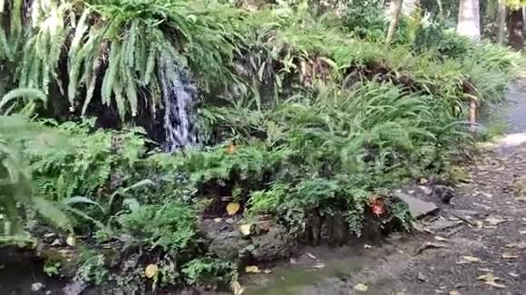 瀑布和绿色植物与运动植物园马拉加视频的预览图