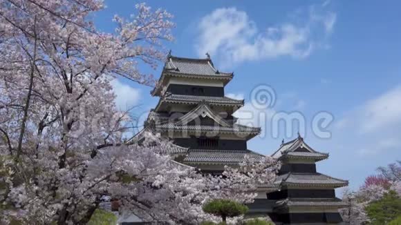 日本松本松本城堡樱花视频的预览图