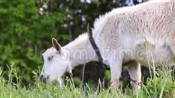 农场上的滑稽山羊成年白山羊在草地上吃草视频的预览图