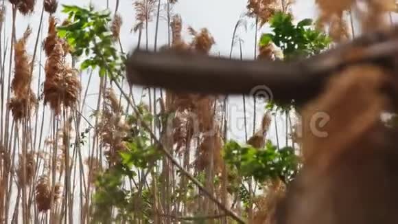 干燥的芦苇羽毛在风中慢慢移动透过篱笆洞观看视频的预览图