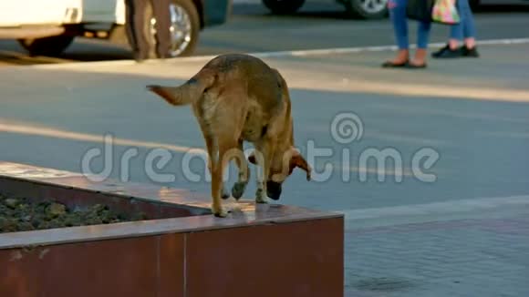 无家可归的狗在铺好的路面上缓慢地奔跑视频的预览图