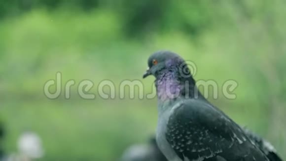 美丽的自然镜头与鸟类鸽子坐在岩石上看着摄像机夏季自然背景视频的预览图