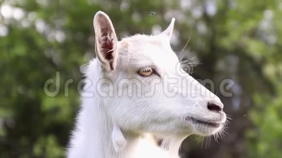 农场上的滑稽山羊成年白山羊在草地上吃草视频的预览图