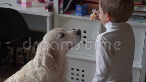家庭生活方式小男孩和他的大狗在家玩视频的预览图