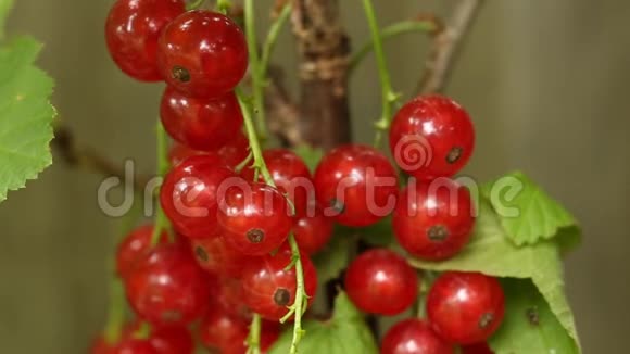 慢镜头拍摄成熟的红色醋栗植物和浆果视频的预览图