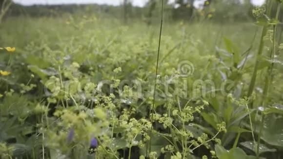 用柔软的花瓣上的小水滴把田野里的绿草合上库存录像夏季背景上午视频的预览图