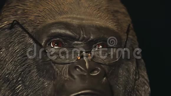大猩猩头眼镜深色背景高清镜头视频的预览图