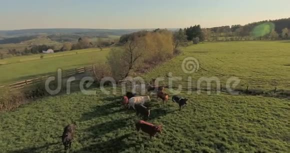 绿色牧场上的奶牛视频的预览图