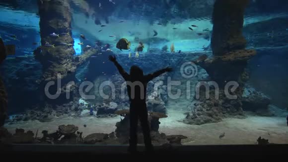 鱼类动物园生活小男孩考虑在清水中的海洋性大型水下鱼缸中的鱼视频的预览图