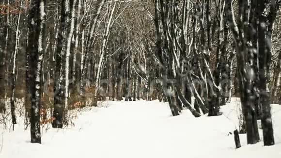 森林树木在下着雪视频的预览图