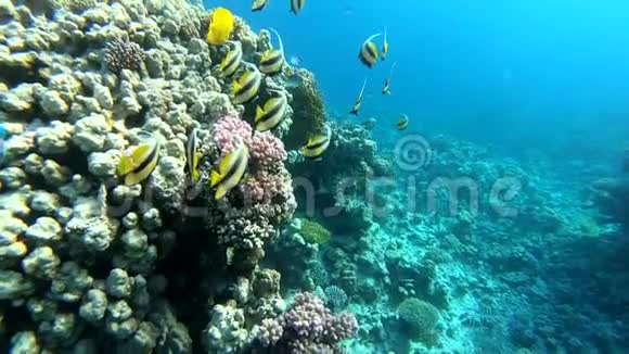 4k慢动作珊瑚礁与金鱼水下视频的预览图