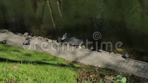 阳光明媚的一天城市鸽子坐在湖岸上视频的预览图