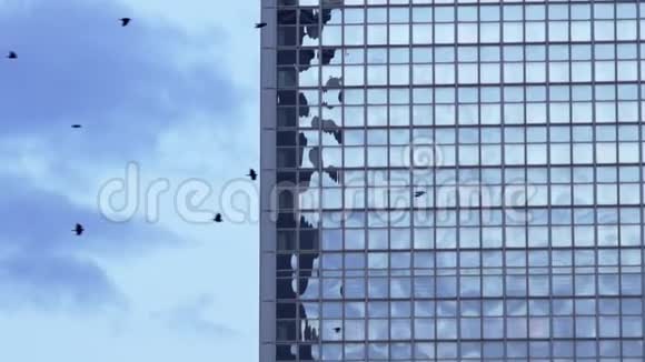 城市乌鸦在玻璃立面前的鸟笼视频的预览图