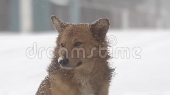 大雪中的狗视频的预览图