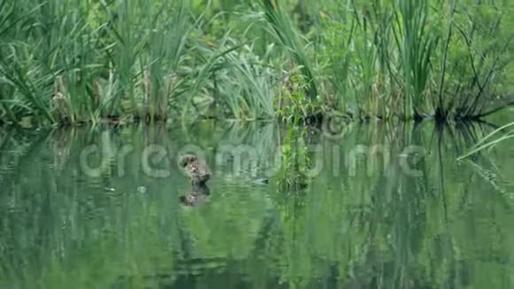 布鲁塞尔公园阳光明媚的一天绿塘带小鸭和池塘喷泉鸭子会清理羽毛视频的预览图