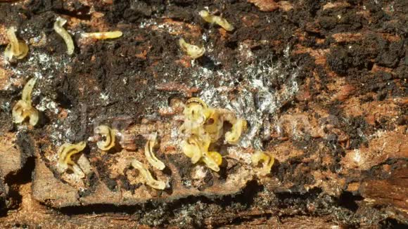 欧洲云杉侵染和攻击毛虫幼虫树皮甲虫害虫视频的预览图
