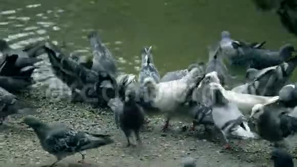 池塘岸边的许多鸽子吃面包屑鸽子在食物周围成群视频的预览图