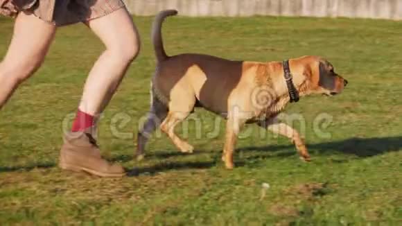 女人的腿和可爱的狗在青草上奔跑视频的预览图