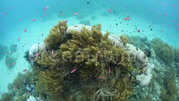 巴布亚新几内亚充满活力的红鳍安提亚和软珊瑚视频的预览图