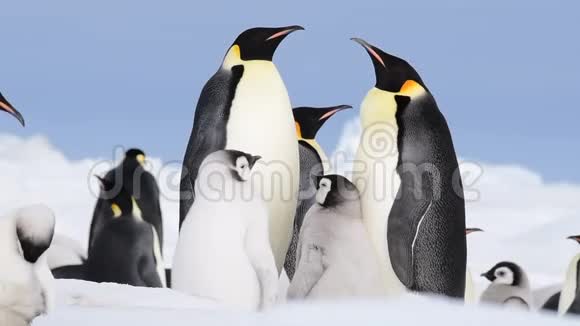 企鹅皇帝带着小鸡在南极洲慢动作视频的预览图