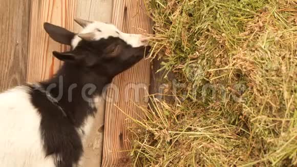 山羊吃食槽里的干草视频的预览图