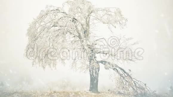 破碎的草甸树覆盖着霜冻视频的预览图