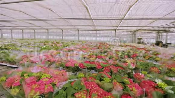 红色开花植物在塑料包装许多花束准备出售视频的预览图