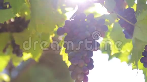 阳光下葡萄藤上的一串葡萄视频的预览图