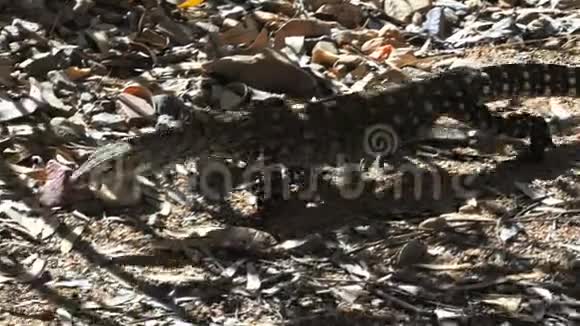 一只多年生蜥蜴行走的追踪镜头视频的预览图