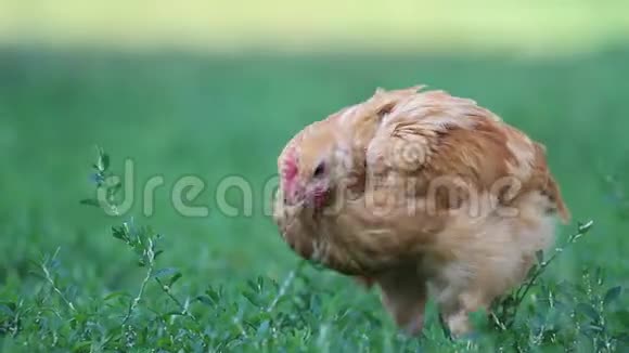 小红公鸡在草地上寻找粮食视频的预览图